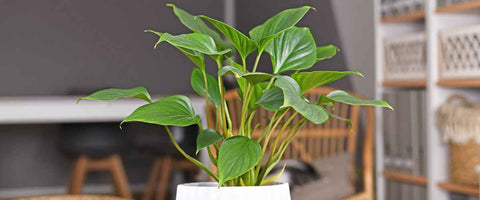 Best tall indoor plants to grow indoor - Homalomena Maggy