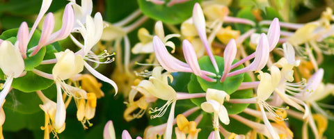 30 Long-Lasting Flowers for Your Garden - Honeysuckle