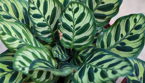 Best Stress-Relieving Plants for Offices and Workspaces - Calathea Peacock