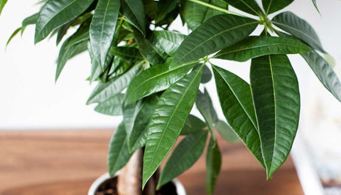 How to Care for Pachira Money Tree