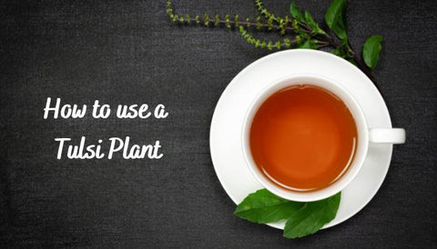 What are the Benefits of Tulasi Plant?