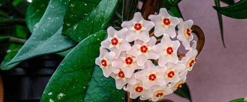 12 Most Beautiful Outdoor Hanging Plants - Hoya Carnosa