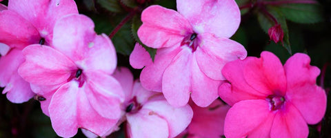 Beautiful Small Indoor Flower Plants - Impatiens