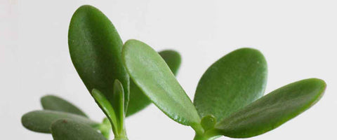 Indoor Plants That Attract Money - Jade Plant