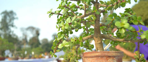 Different Bonsai Trees - Jade Bonsai Tree