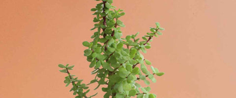 Jade Plant