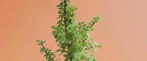 11 Easy to Care Outdoor Plants - Jade Plant