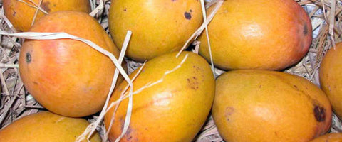 The Top 21 Verities of Mango in India - Jamadar Mango