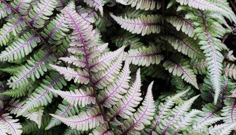 Different Varieties of Indoor Ferns in India - Japanese Painted Fern