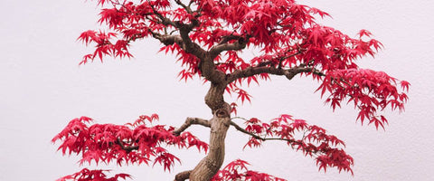 Different Bonsai Trees - Japenese Maple Bonsai Tree