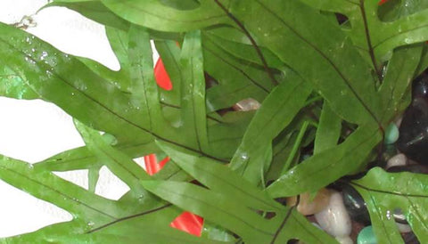 Different Varieties of Indoor Ferns in India - Kangaroo Paw Fern