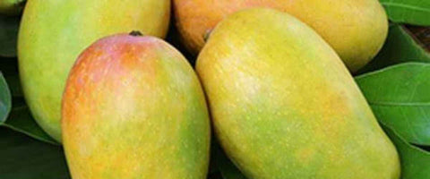 The Top 21 Verities of Mango in India - Kesar Mango