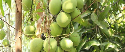 The Top 21 Verities of Mango in India - Kishenbhog Mango