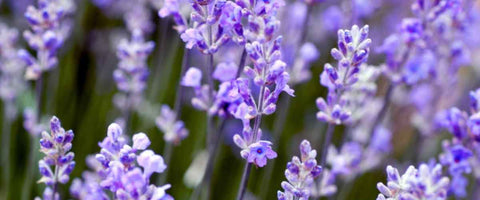 11 Easy to Care Outdoor Plants - Lavender