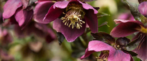 11 Most Beautiful 5-Petal Flowers - Lenten Rose