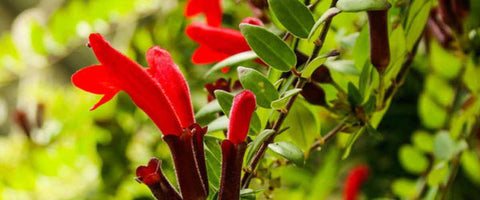 12 Most Beautiful Outdoor Hanging Plants - Lipstick Plant