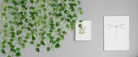How to Decorate with Money Plant - Money Plant Live Wall