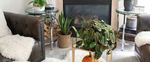 17 Peperomia Plant Display Ideas - Living Room