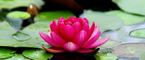 Best Plants for Entrance as Per Vastu - Lotus