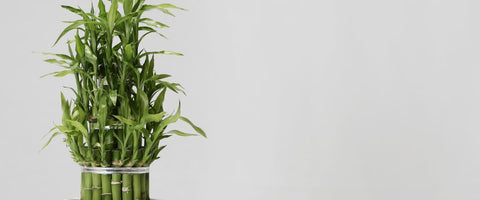 Indoor Plants That Attract Money - Lucky Bamboo