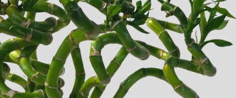 Best Plants To Gift Senior Management Team - Lucky Bamboo Plant