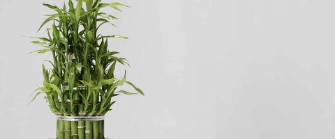 Best Plants That You Can Gift On An Employee Anniversary - Lucky Bamboo Plant