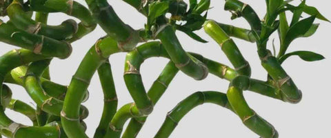 Best Plants for Entrance as Per Vastu - Lucky Bamboo