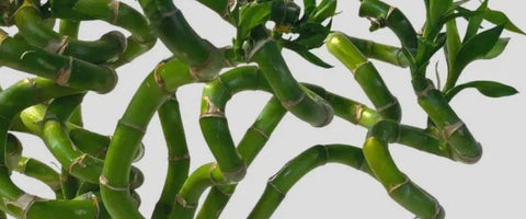 Best Plants to Gift Corporate Guests in India - Lucky Bamboo Plant