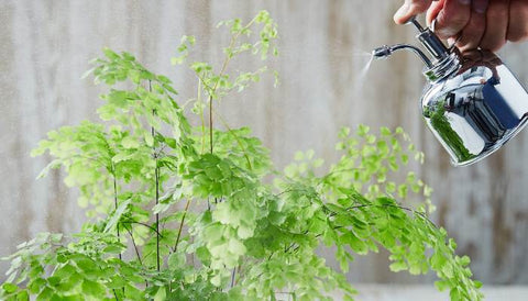 Different Varieties of Indoor Ferns in India - Maidenhair Fern