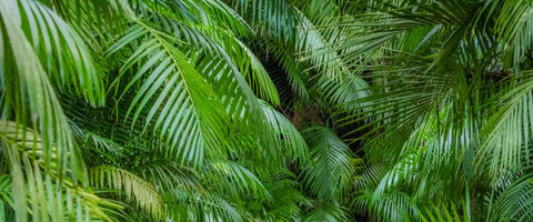 Types of Palm Plants You Can Grow Indoor - Majesty Palm