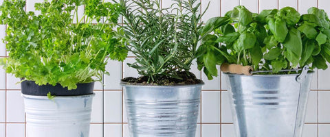 How to Select Perfect Pot for Your Plants? - Metal Pots