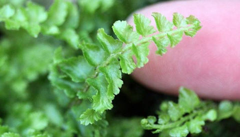 Plants You Can Grow in a Bottle