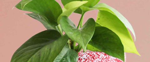 Benefits of Money Plant - Health Benefits