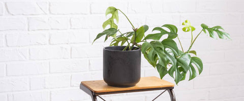 Best tall indoor plants to grow indoor - Monstera Minima