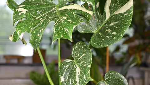 Most Expensive House Plants in the World - Monstera Thai Constellation