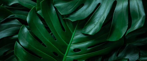 Monstera Deliciosa