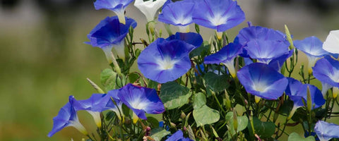 30 Long-Lasting Flowers for Your Garden - Morning Glory