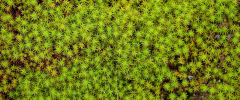 7 Different Ways To Grow Indoor Plants Without Soil - Sphagnum Moss