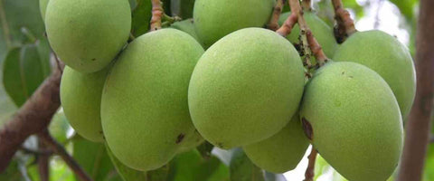 The Top 21 Verities of Mango in India - Neelum Mango