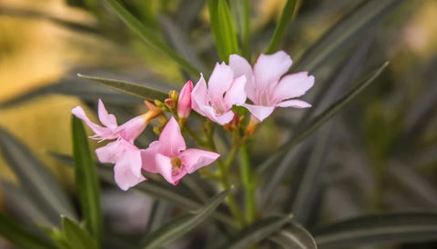 Negative Plants According to Vastu Shastra- oleander