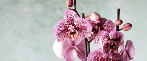 Beautiful Small Indoor Flower Plants - Orchid