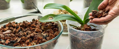 Types of Soil for Growing Houseplants - Orchid Mix