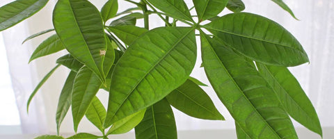 Top 10 Hard to Kill Indoor Plants - Pachira Money Tree