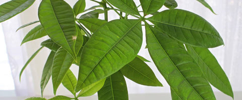 Best tall indoor plants to grow indoor - Pachira Money Tree
