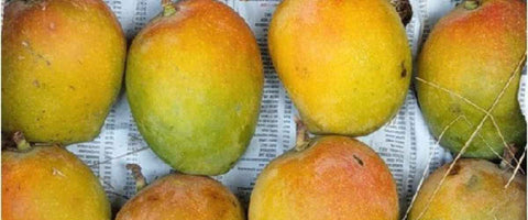 The Top 21 Verities of Mango in India - Pairi Mango