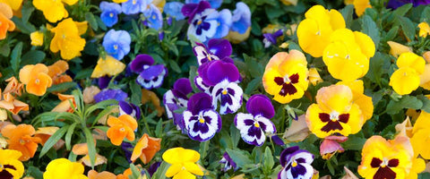 Beautiful Small Indoor Flower Plants - Pansy