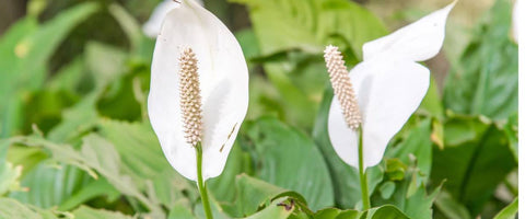 Plants for Clients - Peace Lily