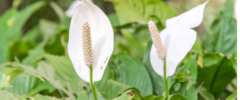 Indoor Plants That Attract Money - Peace Lily