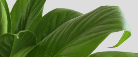 Best Plants for Entrance as Per Vastu - Peace Lily