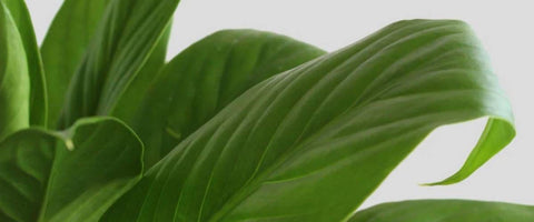 Best Plants to Gift Corporate Guests in India - Peace Lilly